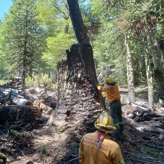 Extinguen incendio forestal en la zona norte del Parque Nacional Lanin