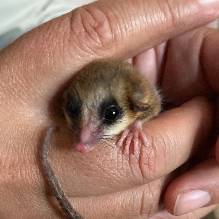 Guardaparques y biólogos rescatan un monito del monte 