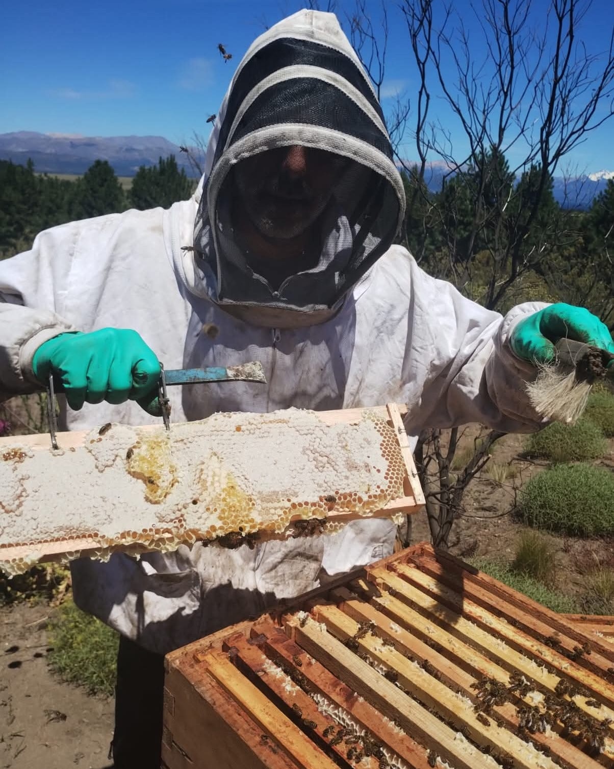 Cosecha de miel temporada 2025/2026 en el sur neuquino