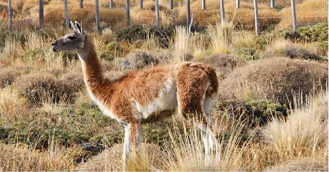 Cazadores furtivos pagarán 6 millones de pesos por matar y faenar un guanaco