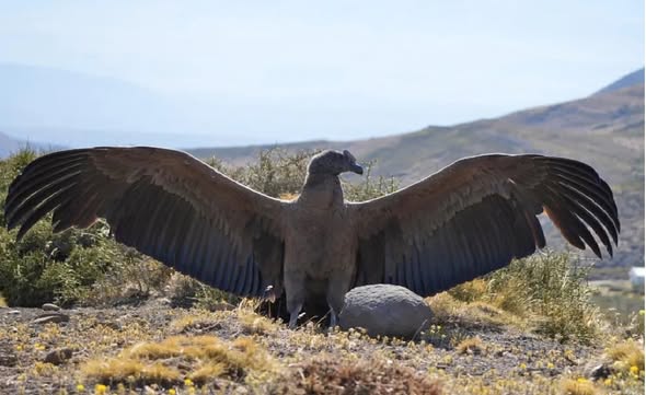 Liberaron a un cóndor rescatado en el norte neuquino