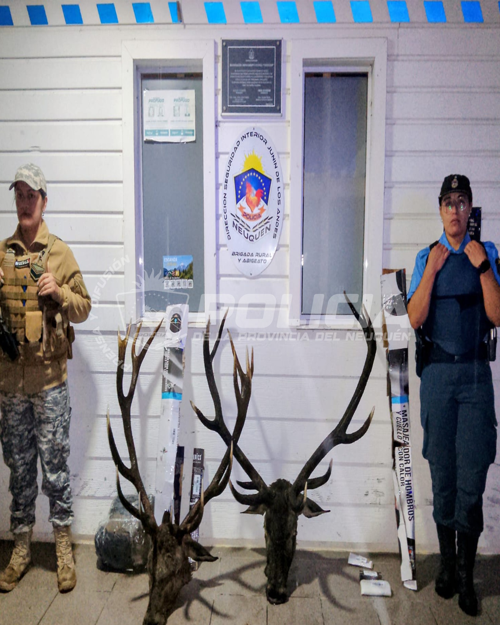 Secuestran elementos vinculados a caza ilegal en estancia de Meliquina.