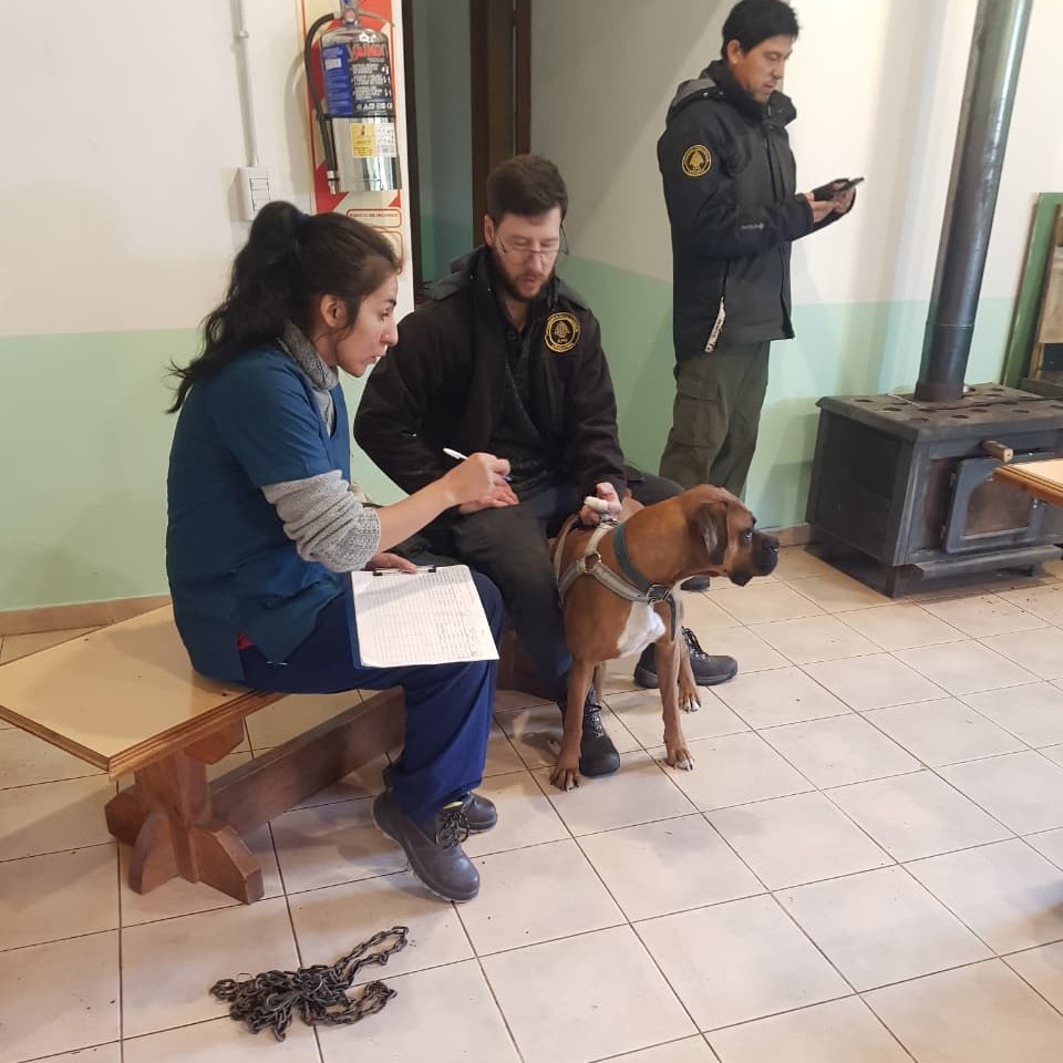 Proyecto Huemul: jornada de trabajo en parajes del Parque Nacional Lanin.