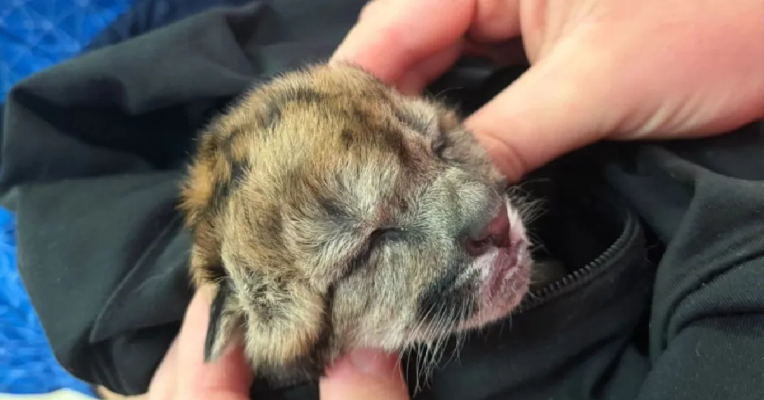 Atropellaron una puma embarazada sobre la Ruta 40: solo un cachorro sobrevivió