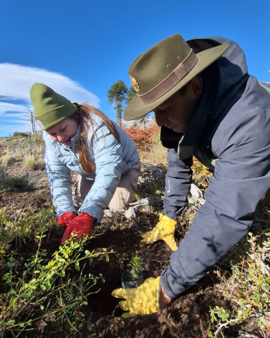 A más de una década del incendio en Tromen, el bosque empieza a contar otra historia