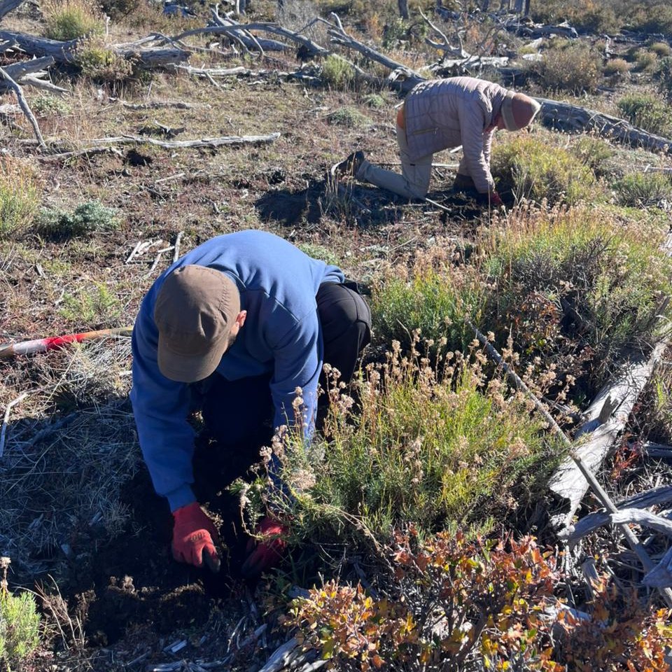 Nueva plantación de 5000 araucarias cerca de Mamuil Malal