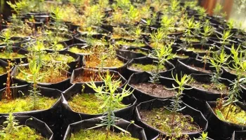 Plantemos Nativas 2026-Nuevo intercambio de plantines
