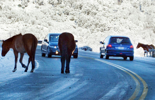 Endurecen sanciones por animales sueltos en las rutas y lanzan operativos de control