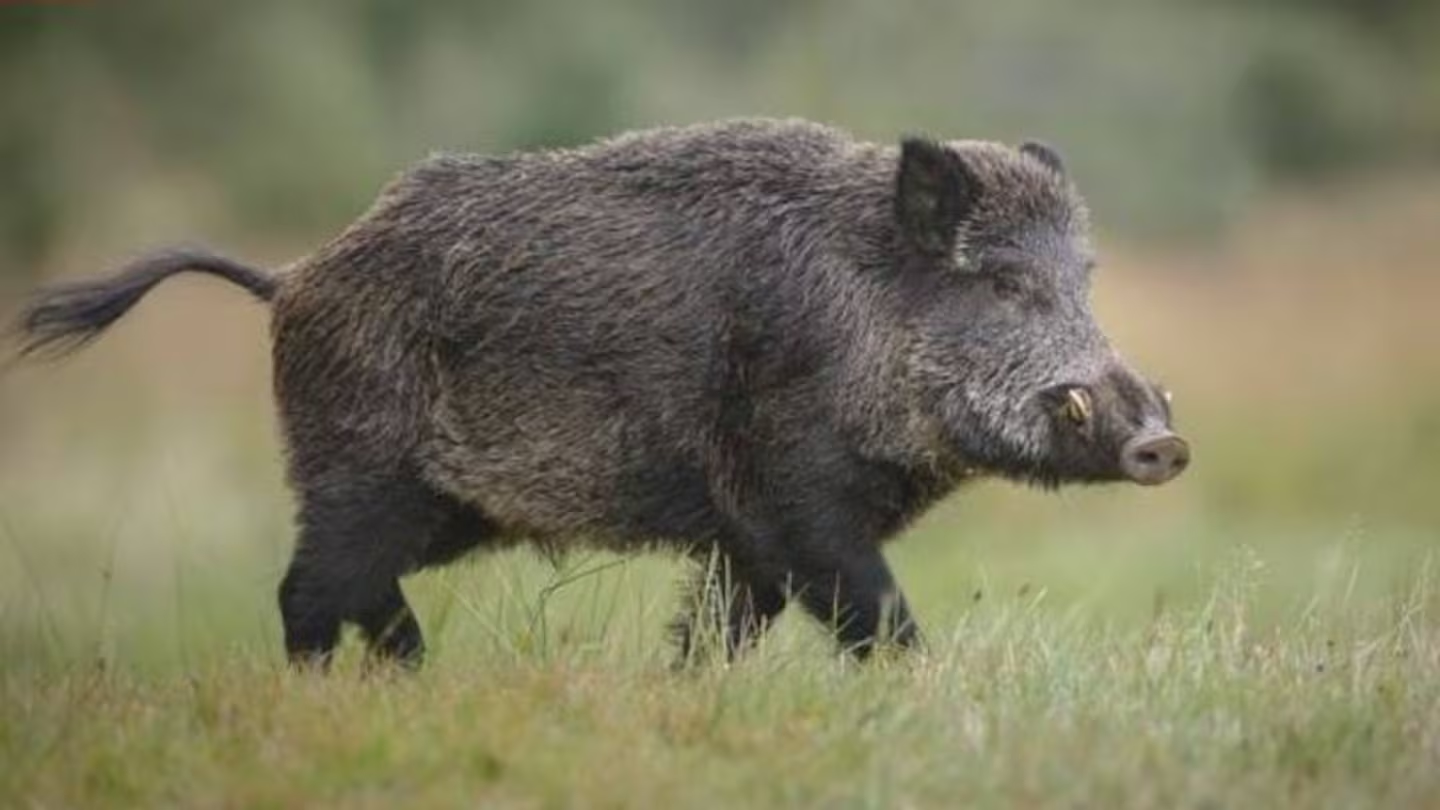 Nueva etapa del Proyecto Huemul: control de jabalí exótico invasor