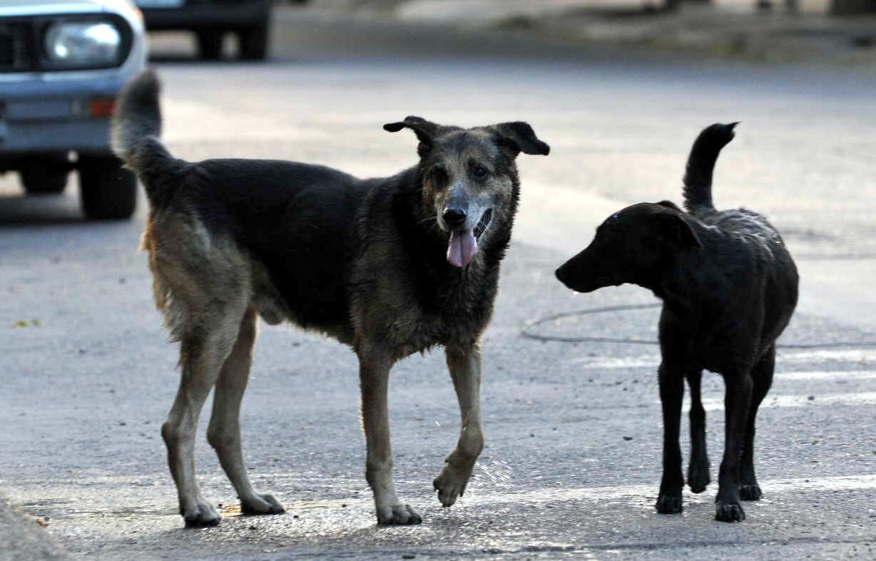 Actuaciones de la Defensoría del Pueblo ante situación problemática en Barrio Los Radales con perros peligrosos