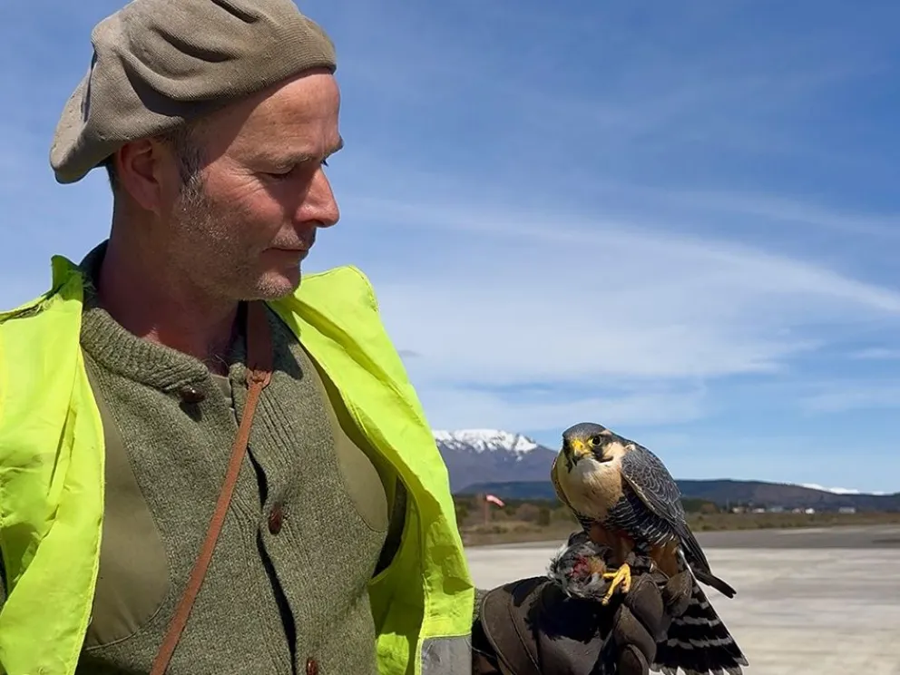 Las aves que contribuyen a la seguridad en el Aeropuerto Chapelco
