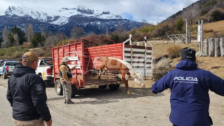 Operativo en Ruta Siete Lagos por caballos y vacas sueltos