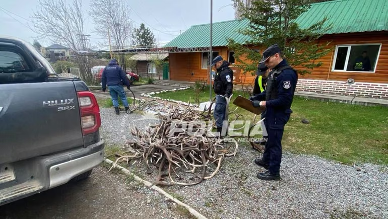 Policía del Neuquen secuestró 155 astas de ciervo